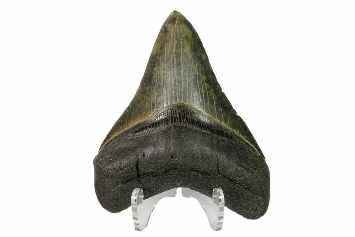 Serrated, Fossil Megalodon Tooth - South Carolina #149828